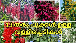 Top 13 CreepersClimbersVines  Top flowering creepers  rose🔥 [upl. by Rooke]