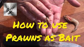 How to use Prawns as bait  The Hook and The Cook [upl. by Natehc237]