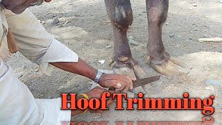 Hoof Trimming of Buffalo  Trimming Of Hooves By Expert Hoof Trimmer In India [upl. by Ahsehat]