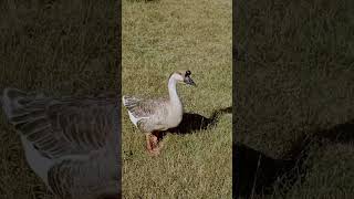 Focused Foraging The Determined Goose [upl. by Wallie604]