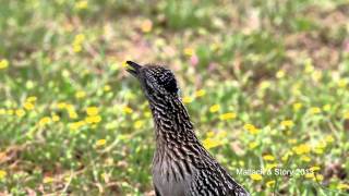 Texas Wild The Greater Roadrunner [upl. by Vookles]