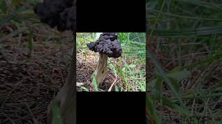 HELVELLA LACUNOSA ES UN HONGO DE LA FAMILIA HELVELLACEAE O TAMBIÉN CONOCIDA COMO OREJA DE GATO [upl. by Westbrook]