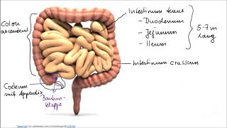 Verdauungsorgane Teil 2 Darm [upl. by Kennedy]