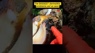 The BIGGEST dermatitis problem we’ve seen tiktok fyp viral cow hoof hoofcare hoofpicking [upl. by Hilaire]