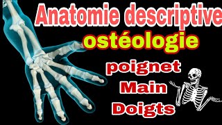 Anatomie descriptive 3D squelette du poignet et de la main [upl. by Ahsinev]