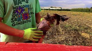 PULIZIA FAGIANO  how plucking a pheasant  como arrancar un faisán [upl. by Walcoff848]