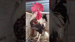 Adorable Rooster Crowing Sounds  Amazing Rooster Crowing Loudly  shorts🐓💕 [upl. by Eceryt]