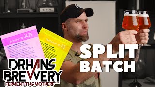 Saflager S23 vs w3470  Split Batch Beer Yeast Review [upl. by Peggie425]