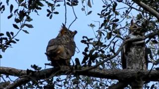 Great Horned Owls calling Wild and free in Florida [upl. by Ennoryt]