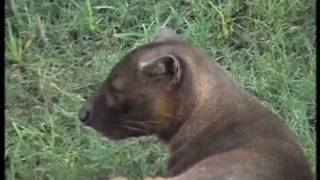 La fosa en Madagascar  Bioparc Valencia [upl. by Sivartal]