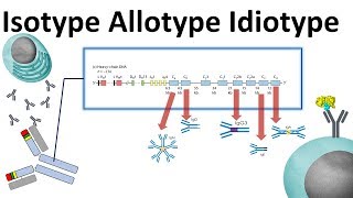 isotype allotype idiotype [upl. by Gunas]