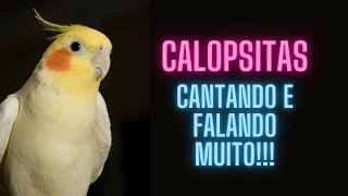 Calopsitas Cantando e Falando [upl. by Brezin]