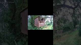 Kestrel chick is preparing to fledge [upl. by Hallett]