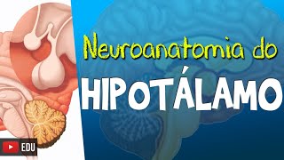 HIPOTÁLAMO Vídeo Aula  Neuroanatomia funcional com Rogério Souza [upl. by Yusem]