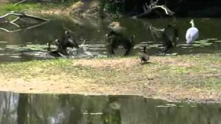 Crocodile snaps heron from the air [upl. by Wilkinson]