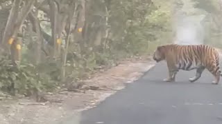 Tiger Mil Gaya Road Par  300kg Ka Tiger  Sab Ghabra Gaye  Pilibhit Tiger Reserve  Jungle Tour [upl. by Iblehs]