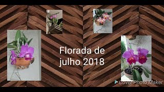 Floradas de julho 2018 CATTLEYA DOLOSA “COERULEA” X LAELIA LOBATA “ALBA” [upl. by Nevad]