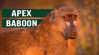 The Killer Baboons Of The Luangwa Valley [upl. by Wooldridge612]