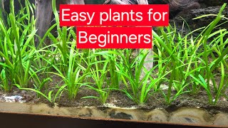 Easy plants for a fish tank fishtank aquarium plantedtank animals baby fish [upl. by Waine]