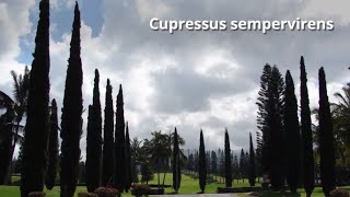 Cupressus sempervirens Growing Guide Italian cypress by GardenersHQ [upl. by Leverick273]