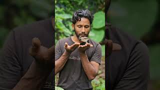 red wattled lapwings baby amp greater coucal baby hand feeding❤️ [upl. by Tawsha662]