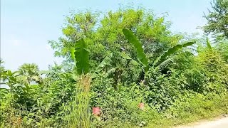 amazing nature 😯 beautiful village nature agriculture [upl. by Nod566]