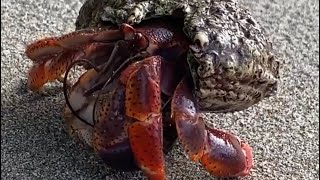 CARIBBEAN LAND HERMIT CRAB Coenobita clypeatus  Dominica [upl. by Kelsi108]