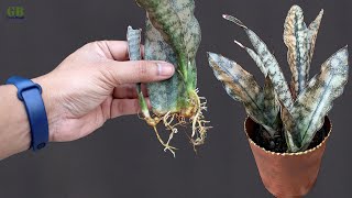 Snake plant or sansevieria coppertone propagation by leaf cuttings [upl. by Catt]