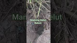 Mancing Belut Babon [upl. by Einafpets701]