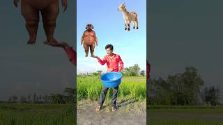 Flying crying babies Catching vs frog parrot goat Vs Fatty dog amp Domi to coista old buddhi dancing [upl. by Ahtis]