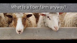 What is a fiber farm anyway An introduction to our sheep and alpaca fiber farm fiber farm [upl. by Odlanar485]