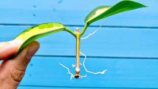 Propagating a Hoya Like This Works Every Time [upl. by Ransell]