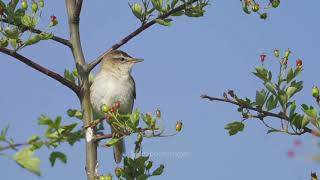 Sedge Warbler song [upl. by Levana]