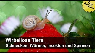 Wirbellose Tiere – Schnecken Würmer Insekten und Spinnen  MedienLB Trailer [upl. by Winona]