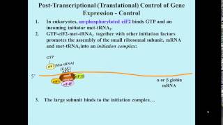 Translational control of globin gene expression by hemin [upl. by Ozzy185]