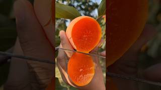 Freshly picked quotthin skin thick flesh plump fruitquot Shaanxi Fuping Dajian persimmons beautiful [upl. by Lissie546]