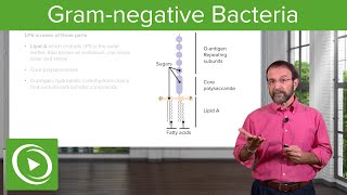 GramNegative Solution Lipopolysaccharide amp Bacterial Structure – Microbiology  Lecturio [upl. by Grefe]