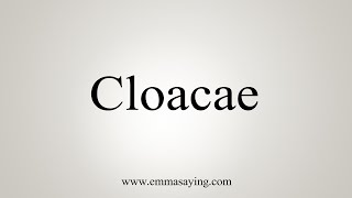 How To Say Cloacae [upl. by Acinnad482]