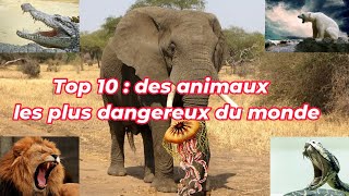 Top 10 des animaux les plus dangereux du monde [upl. by Anelrac]