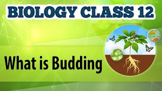 What Is Budding  Reproduction in Plants  Biology Class 12 [upl. by Gen274]