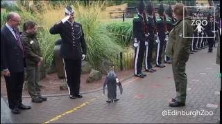 Sir Nils Olav promoted to Brigadier by Norwegian Kings Guard [upl. by Britteny]