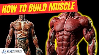 THE 4 Ways To Build Muscle Revealed By Gym ADDICT Doctor [upl. by Asiuqram]