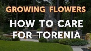 How to Care for Torenia [upl. by Atinihs602]