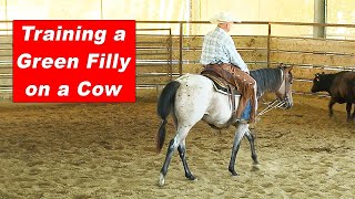 Training A Green Colt On A Cow  How To Train A Cutting Horse On Cattle [upl. by Eybba]