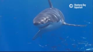 White Shark Cafe Cam [upl. by Gard310]