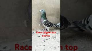 Racer pigeon important Bald lin [upl. by Sabella124]