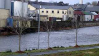 Little Egret on the River Allow Kanturk Co Cork [upl. by Binette]