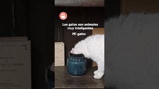 No sabemos si todavía sigue intentándolo 🐱 gatos gatoschistosos gatosdivertidos [upl. by Miki350]