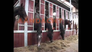 Paarden Opfokbedrijf Jacobs Hoevemp4 [upl. by Courtenay]