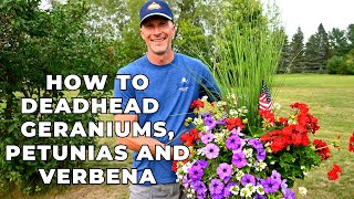 How To DEADHEAD Geranium Verbena and Petunias  Cleaning Up Your Planters [upl. by Yllek]